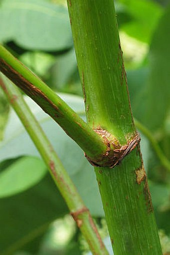 Reynoutria sachalinensis