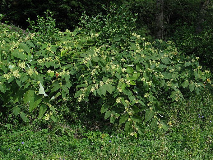 Reynoutria sachalinensis