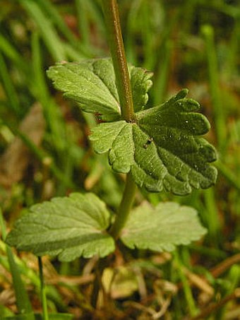 Veronica chamaedrys