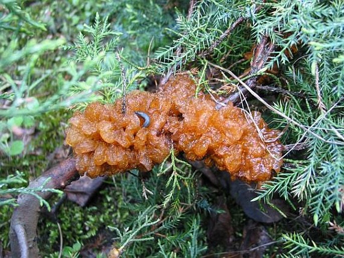 Gymnosporangium sabinae