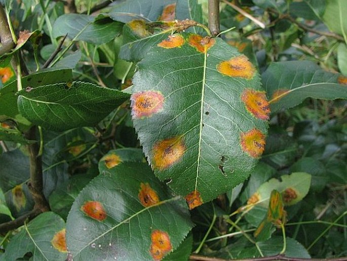 Gymnosporangium sabinae