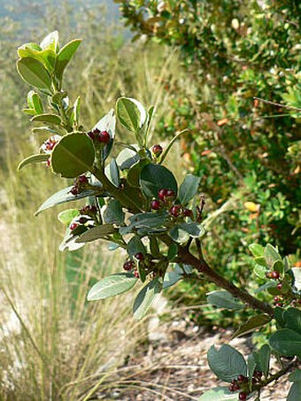 Rhamnus alaternus