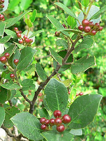 Rhamnus alaternus