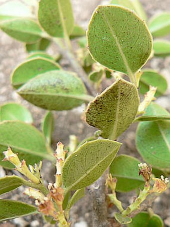 Rhamnus alaternus