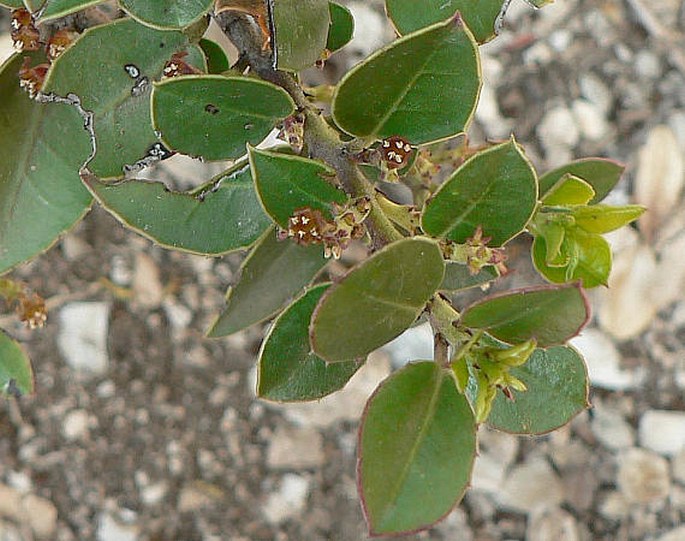 Rhamnus alaternus