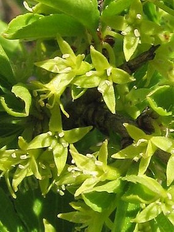 Rhamnus saxatilis