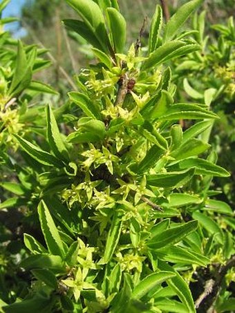 Rhamnus saxatilis