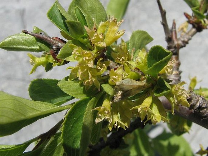 Rhamnus saxatilis