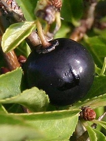 Rhamnus saxatilis