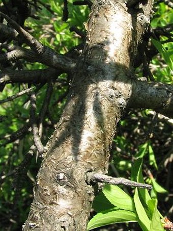 Rhamnus saxatilis