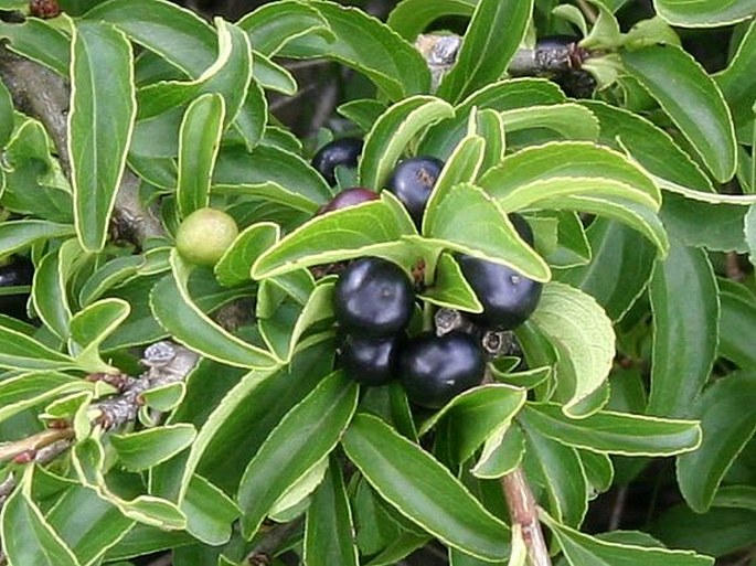 Rhamnus saxatilis