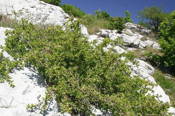 Rhamnus saxatilis