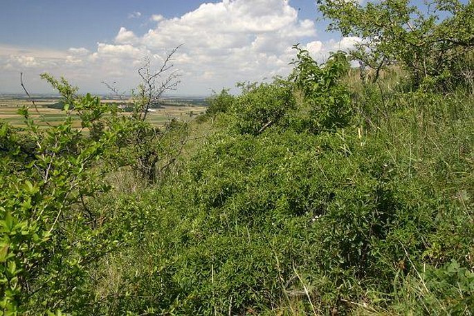 Rhamnus saxatilis