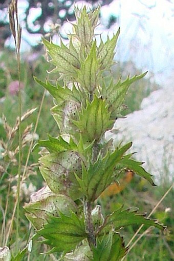 Rhinanthus glacialis