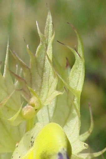 Rhinanthus glacialis