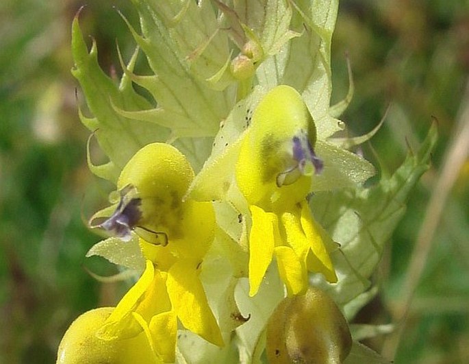 Rhinanthus glacialis