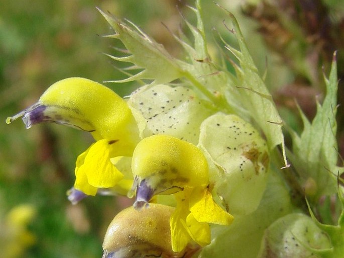 RHINANTHUS GLACIALIS Personnat – kokrhel vysokohorský / štrkáč