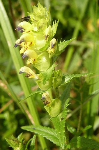 Rhinanthus riphaeus