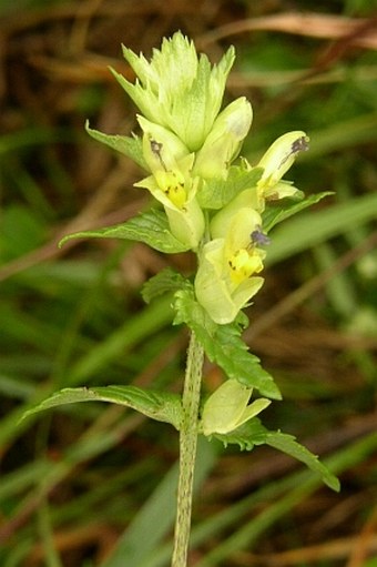 Rhinanthus riphaeus