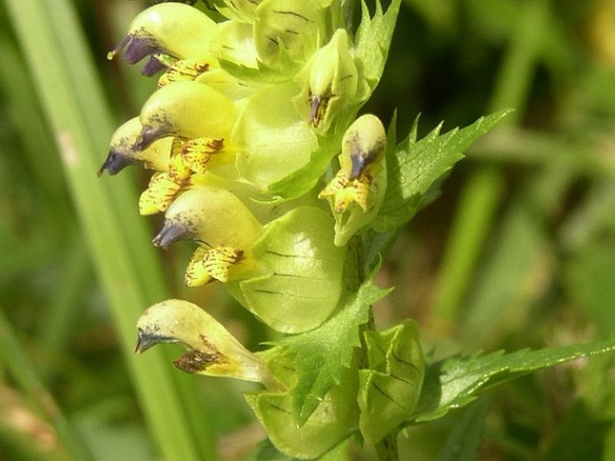 RHINANTHUS RIPHAEUS Krock. – kokrhel sličný / štrkáč alpínsky