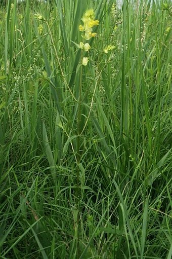 Rhinanthus major