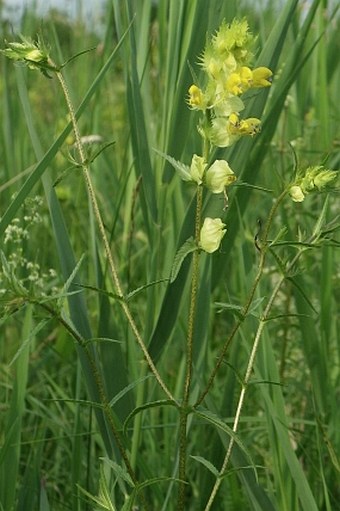 Rhinanthus major