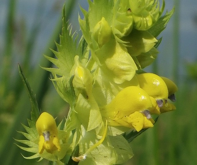 RHINANTHUS MAJOR L. – kokrhel větší / štrkáč neskorý