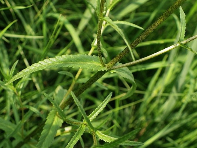 Rhinanthus major