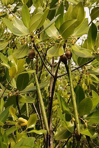 Rhizophora mucronata