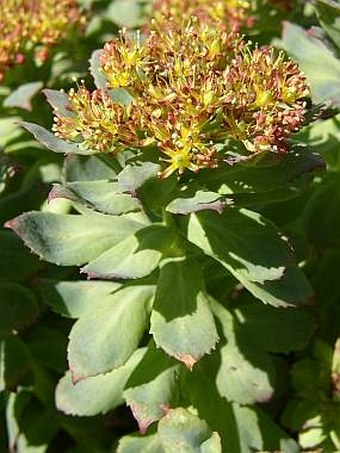 Rhodiola rosea