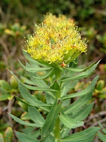 Rhodiola rosea