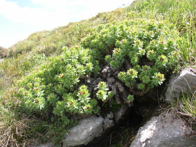 Rhodiola rosea