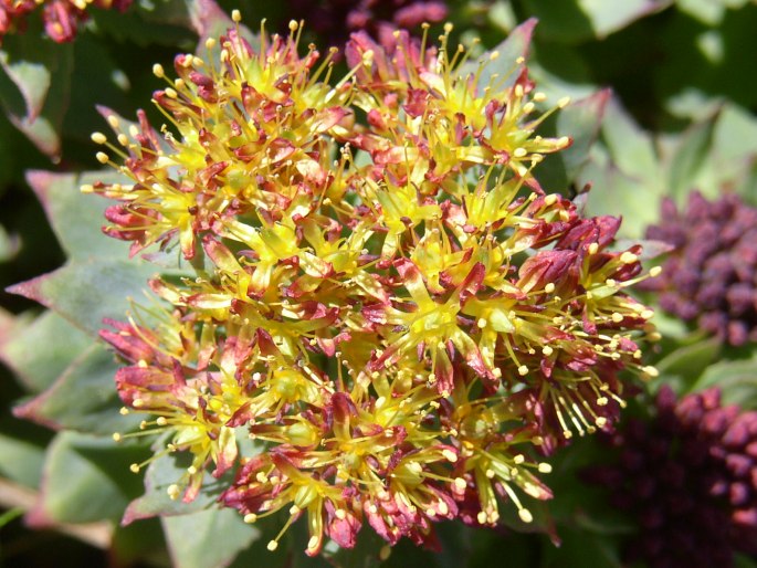 Rhodiola rosea