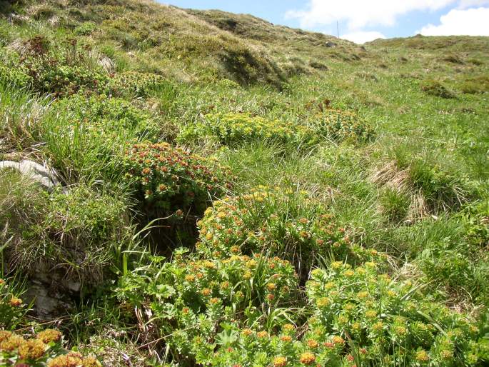 Rhodiola rosea