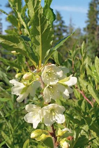 Rhododendron albiflorum