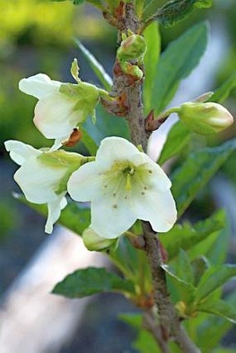 Rhododendron albiflorum