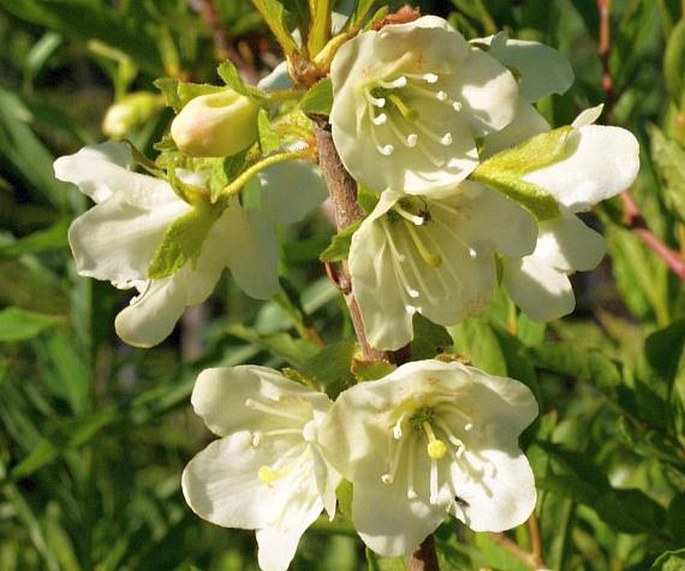 Rhododendron albiflorum