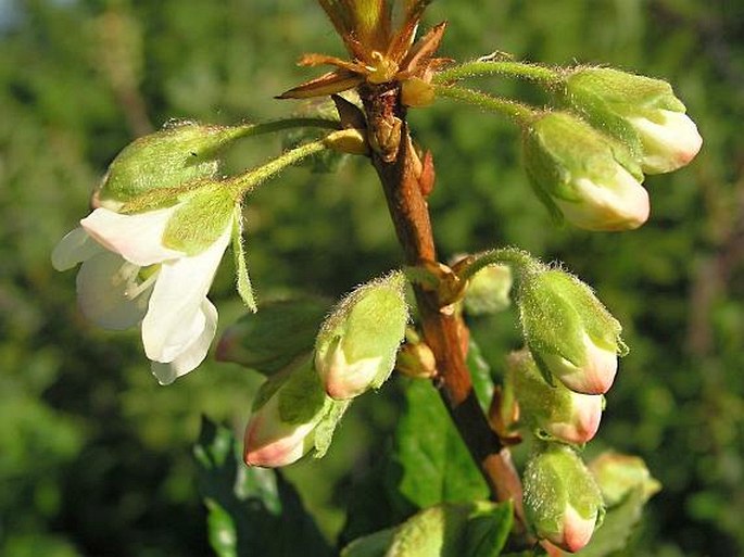 Rhododendron albiflorum