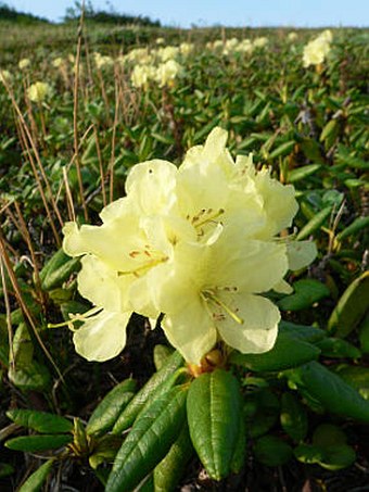 Rhododendron aureum