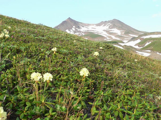 Rhododendron aureum