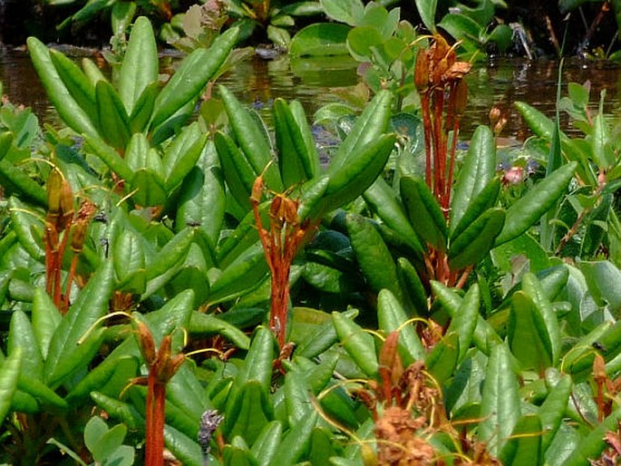 Rhododendron aureum