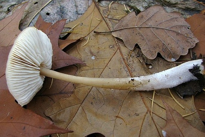 Rhodocollybia butyracea f. asema