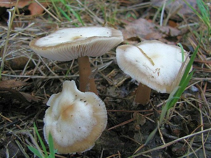 Rhodocollybia butyracea f. asema