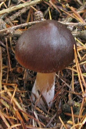 Rhodocollybia butyracea