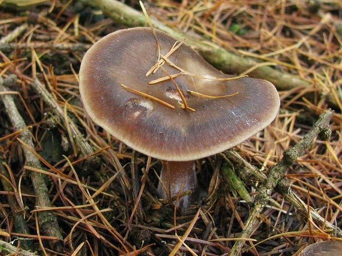 Rhodocollybia butyracea