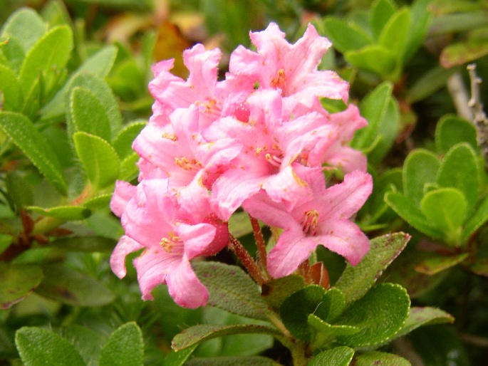 Rhododendron hirsutum