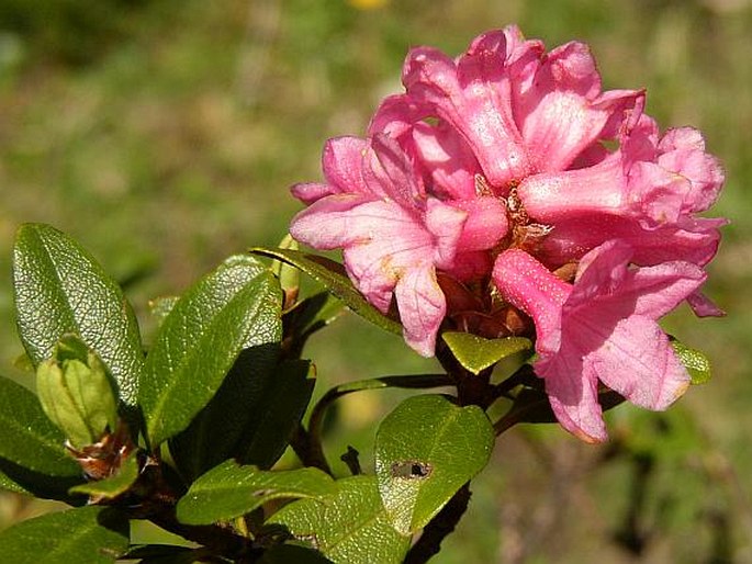 Rhododendron ferrugineum