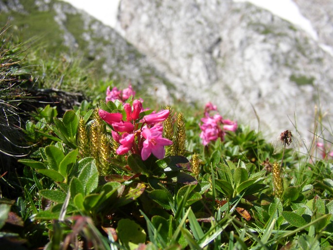 Rhododendron hirsutum