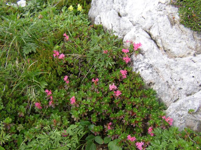 Rhododendron hirsutum