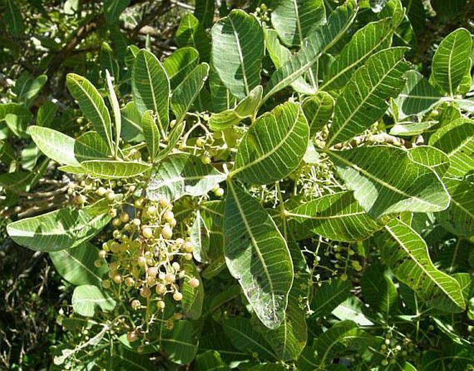 Searsia thyrsiflora